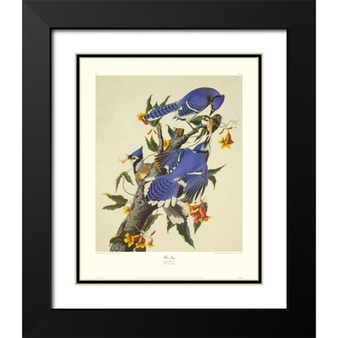 Blue Jay (decorative border) Black Modern Wood Framed Art Print with Double Matting by Audubon, John James