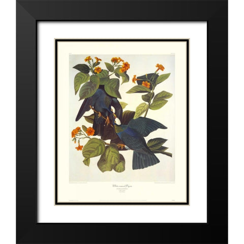 White-Crowned Pigeon (decorative border) Black Modern Wood Framed Art Print with Double Matting by Audubon, John James