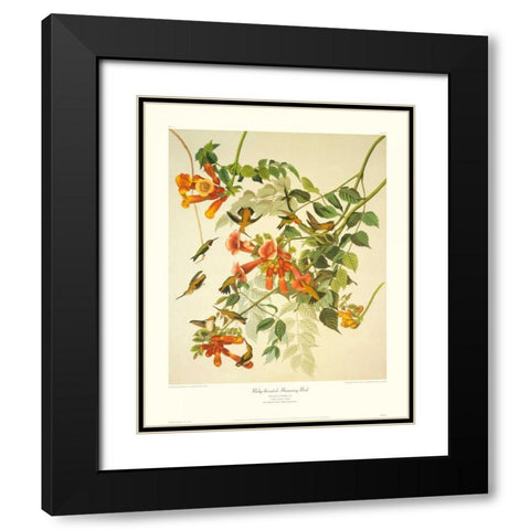 Ruby-Throated Hummingbird (decorative border) Black Modern Wood Framed Art Print with Double Matting by Audubon, John James