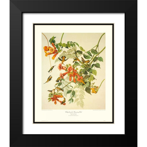 Ruby-Throated Hummingbird (decorative border) Black Modern Wood Framed Art Print with Double Matting by Audubon, John James