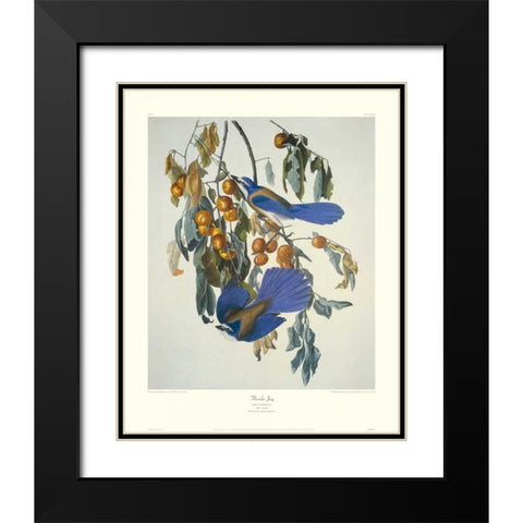Florida Jay (decorative border) Black Modern Wood Framed Art Print with Double Matting by Audubon, John James