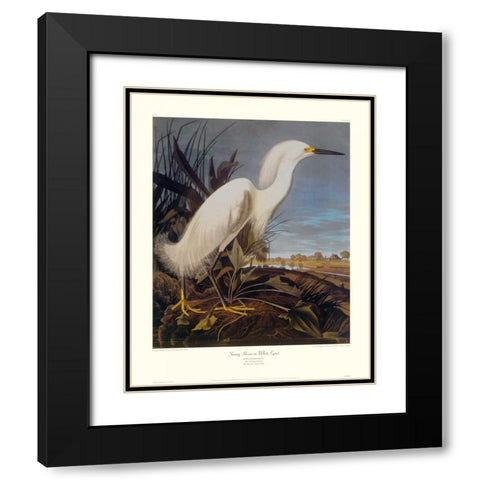 Snowy Heron Or White Egret (decorative border) Black Modern Wood Framed Art Print with Double Matting by Audubon, John James