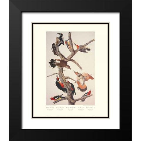 Hairy Woodpecker (decorative border) Black Modern Wood Framed Art Print with Double Matting by Audubon, John James
