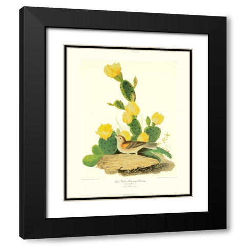 Grass Finch Or Bay-Winged Bunting (decorative border) Black Modern Wood Framed Art Print with Double Matting by Audubon, John James
