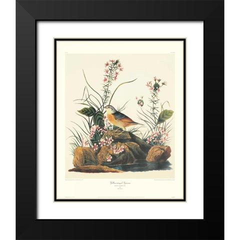 Yellow-Winged Sparrow (decorative border) Black Modern Wood Framed Art Print with Double Matting by Audubon, John James