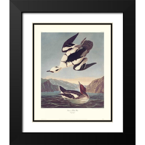 Smew Or White Nun (decorative border) Black Modern Wood Framed Art Print with Double Matting by Audubon, John James