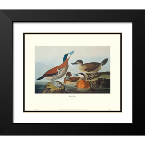 Ruddy Duck (decorative border) Black Modern Wood Framed Art Print with Double Matting by Audubon, John James