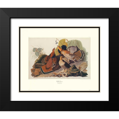 Ruffed Grouse (decorative border) Black Modern Wood Framed Art Print with Double Matting by Audubon, John James
