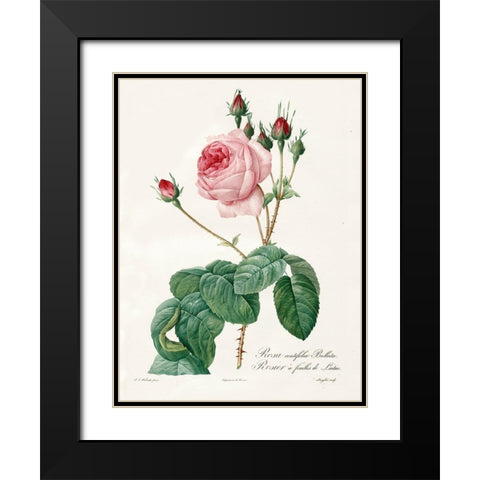 Rosa Centrifolia Bullata Black Modern Wood Framed Art Print with Double Matting by Redoute, Pierre Joseph