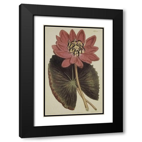 Wonderous Water Lily Black Modern Wood Framed Art Print with Double Matting by Sweet, Robert