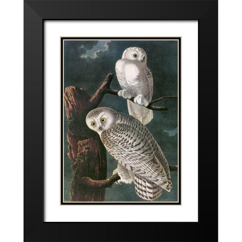 Snowy Owl Black Modern Wood Framed Art Print with Double Matting by Audubon, John James