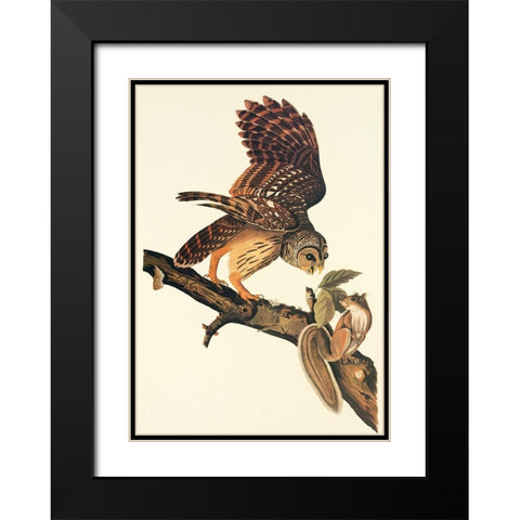 Barred Owl Black Modern Wood Framed Art Print with Double Matting by Audubon, John James
