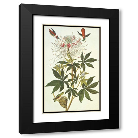Ruff-Necked Hummingbird Black Modern Wood Framed Art Print with Double Matting by Audubon, John James