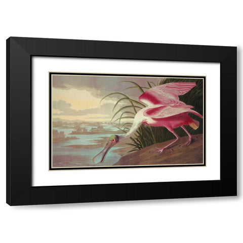 Roseate Spoonbill Black Modern Wood Framed Art Print with Double Matting by Audubon, John James