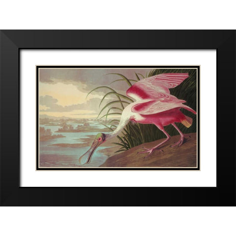 Roseate Spoonbill Black Modern Wood Framed Art Print with Double Matting by Audubon, John James