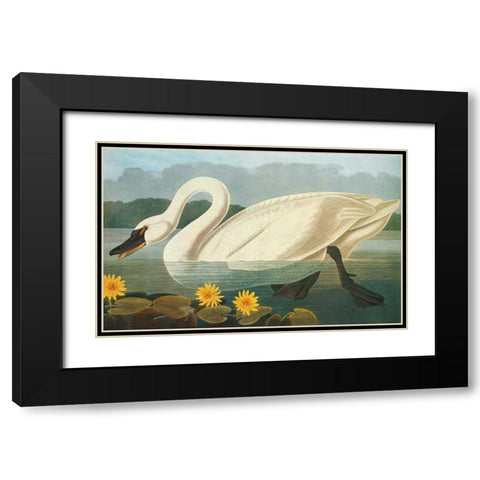 Common American Swan Black Modern Wood Framed Art Print with Double Matting by Audubon, John James