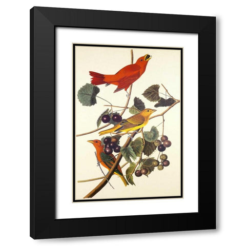 Summer Red Bird Black Modern Wood Framed Art Print with Double Matting by Audubon, John James