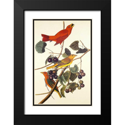 Summer Red Bird Black Modern Wood Framed Art Print with Double Matting by Audubon, John James