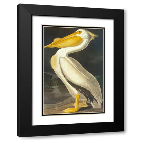 American White Pelican Black Modern Wood Framed Art Print with Double Matting by Audubon, John James