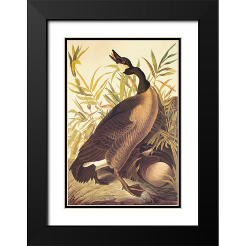 Canada Goose Black Modern Wood Framed Art Print with Double Matting by Audubon, John James