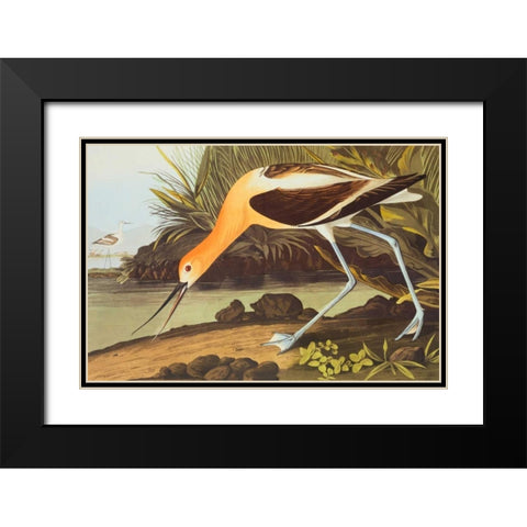 American Avocet Black Modern Wood Framed Art Print with Double Matting by Audubon, John James