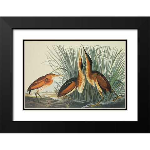 Least Bittern Black Modern Wood Framed Art Print with Double Matting by Audubon, John James