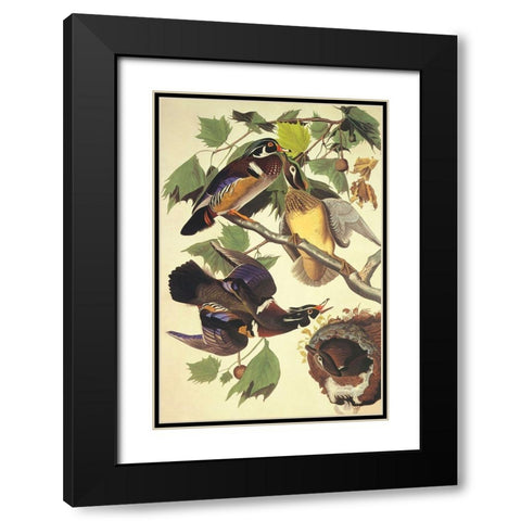 Summer Or Wood Duck Black Modern Wood Framed Art Print with Double Matting by Audubon, John James