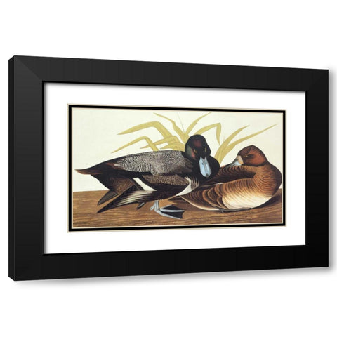 Scaup Duck Black Modern Wood Framed Art Print with Double Matting by Audubon, John James