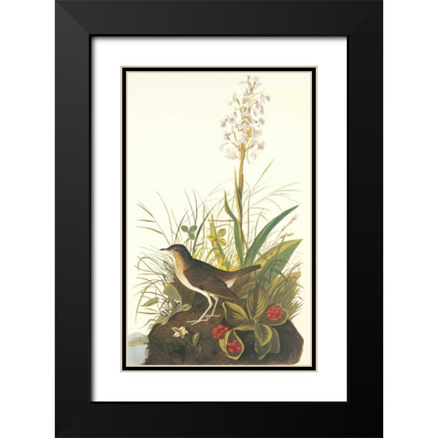 Tawny Thrush Black Modern Wood Framed Art Print with Double Matting by Audubon, John James