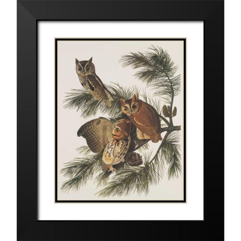 Little Screech Owl or Mottled Owl Black Modern Wood Framed Art Print with Double Matting by Audubon, John James