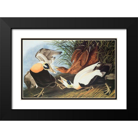 Eider Duck Black Modern Wood Framed Art Print with Double Matting by Audubon, John James