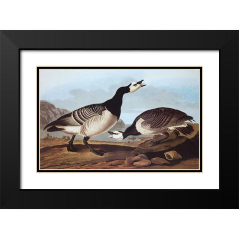 Barnacle Goose Black Modern Wood Framed Art Print with Double Matting by Audubon, John James
