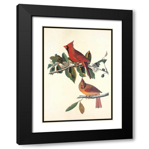 Cardinal Grosbeak Black Modern Wood Framed Art Print with Double Matting by Audubon, John James