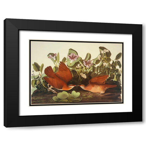 Key-West Dove Black Modern Wood Framed Art Print with Double Matting by Audubon, John James