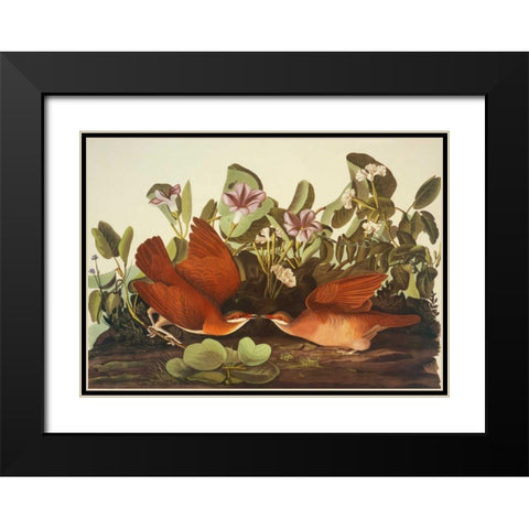 Key-West Dove Black Modern Wood Framed Art Print with Double Matting by Audubon, John James