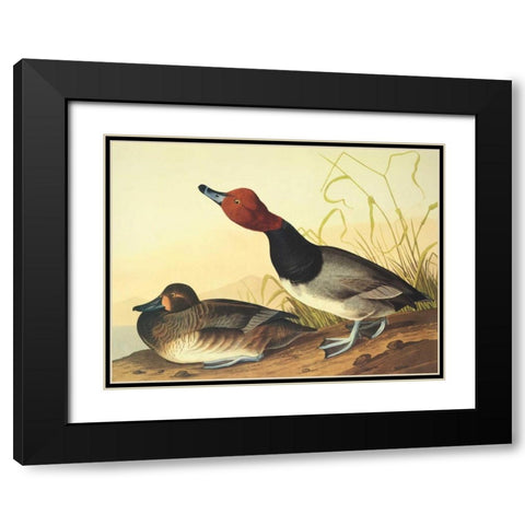 Red-Headed Duck Black Modern Wood Framed Art Print with Double Matting by Audubon, John James