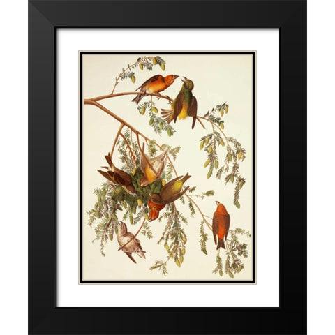 American Crossbill Black Modern Wood Framed Art Print with Double Matting by Audubon, John James