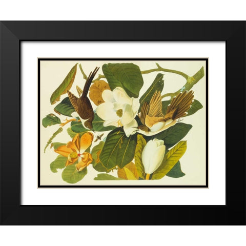 Black-Billed Cuckoo Black Modern Wood Framed Art Print with Double Matting by Audubon, John James