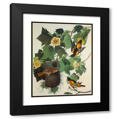 Baltimore Oriole Black Modern Wood Framed Art Print with Double Matting by Audubon, John James
