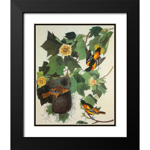 Baltimore Oriole Black Modern Wood Framed Art Print with Double Matting by Audubon, John James