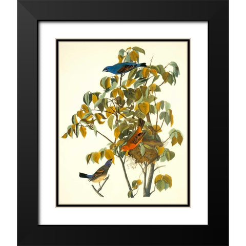 Blue Grosbeak Black Modern Wood Framed Art Print with Double Matting by Audubon, John James