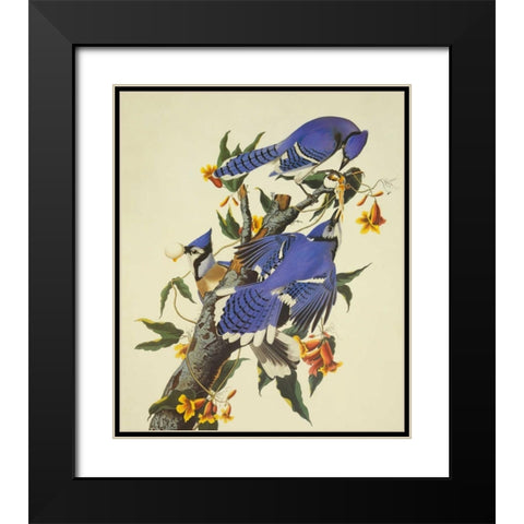 Blue Jay Black Modern Wood Framed Art Print with Double Matting by Audubon, John James