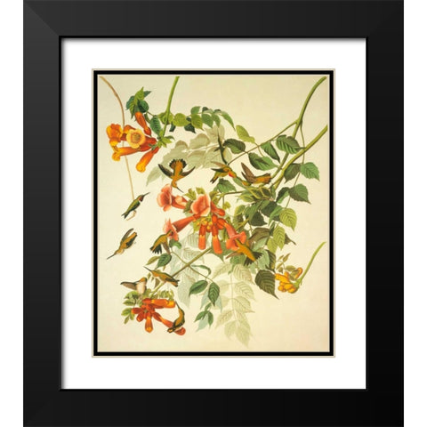 Ruby-Throated Hummingbird Black Modern Wood Framed Art Print with Double Matting by Audubon, John James