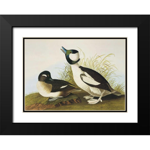 Buffel-Headed Duck Black Modern Wood Framed Art Print with Double Matting by Audubon, John James