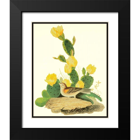 Grass Finch Or Bay-Winged Bunting Black Modern Wood Framed Art Print with Double Matting by Audubon, John James