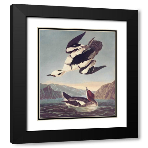 Smew Or White Nun Black Modern Wood Framed Art Print with Double Matting by Audubon, John James