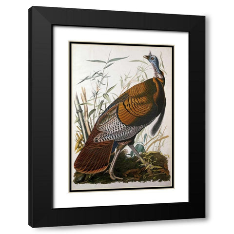 Wild Turkey, Male Black Modern Wood Framed Art Print with Double Matting by Audubon, John James