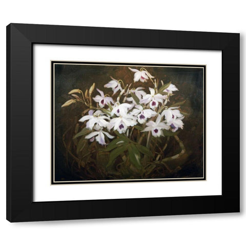 Dinrobium Orchids Black Modern Wood Framed Art Print with Double Matting by Park, James Stuart