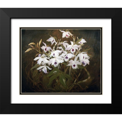 Dinrobium Orchids Black Modern Wood Framed Art Print with Double Matting by Park, James Stuart