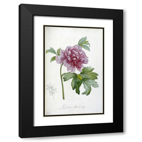 Engraving of a Peony Black Modern Wood Framed Art Print with Double Matting by Redoute, Pierre Joseph